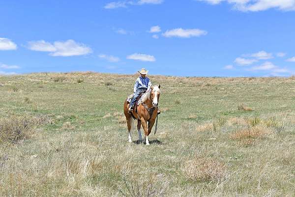 all-around-paint-horse