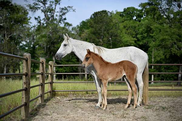 blue-roan-tennessee-walking-broodmare