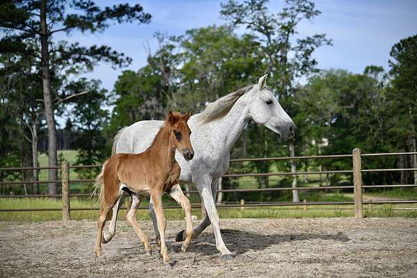 twhbea-broodmare