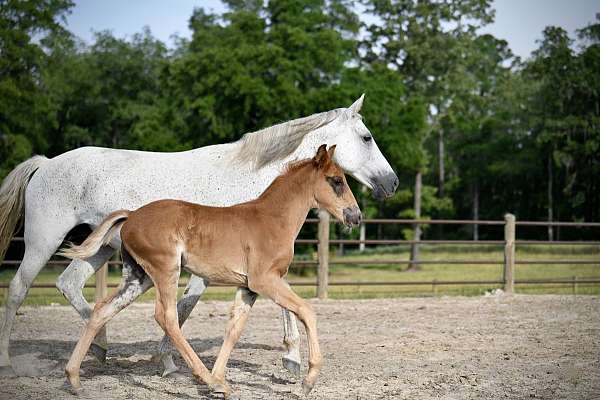 twhbea-tennessee-walking-broodmare