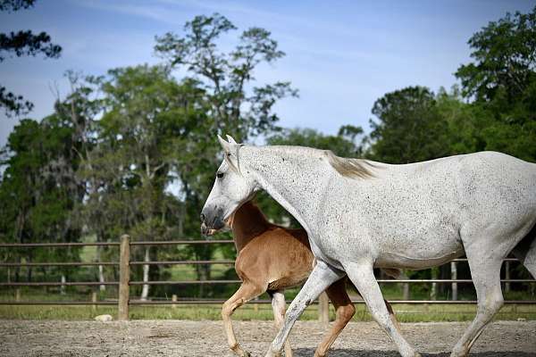 blue-roan-roan-twhbea-filly