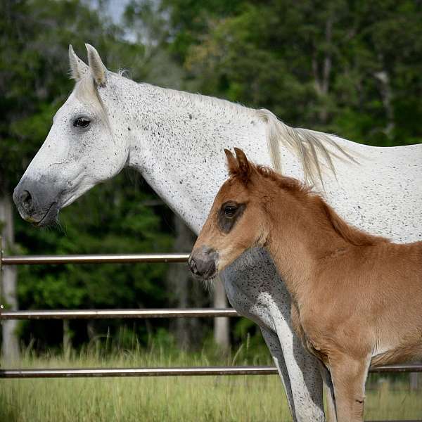 blue-roan-roan-twhbea-gelding