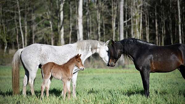 blue-roan-roan-twhbea-mare