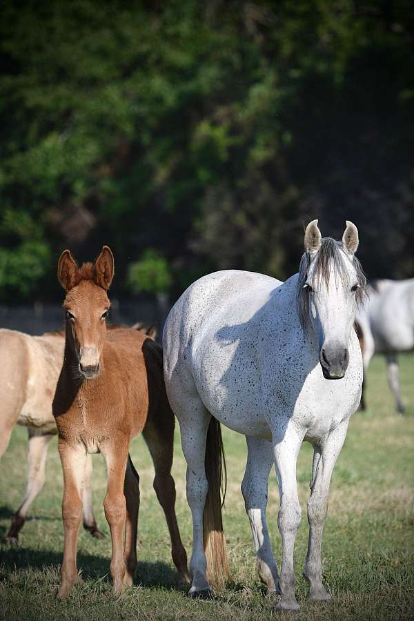 blue-roan-roan-twhbea-stallion