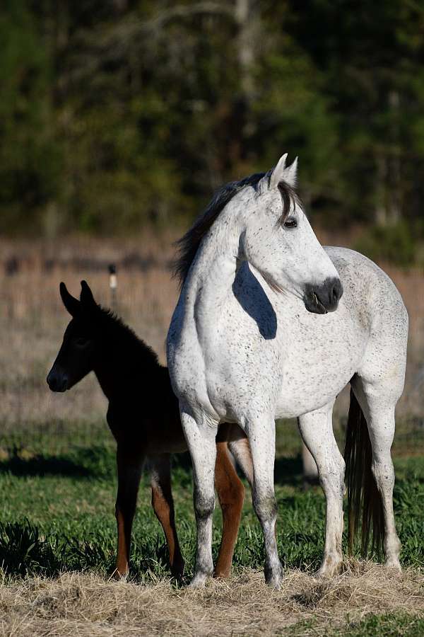 blue-roan-roan-twhbea-broodmare