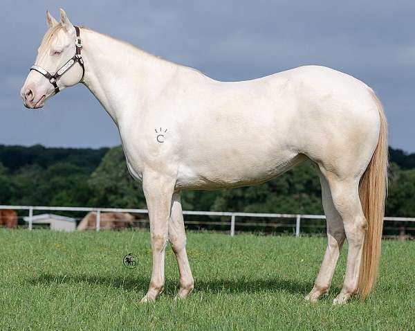 perlino-splash-white-1-horse