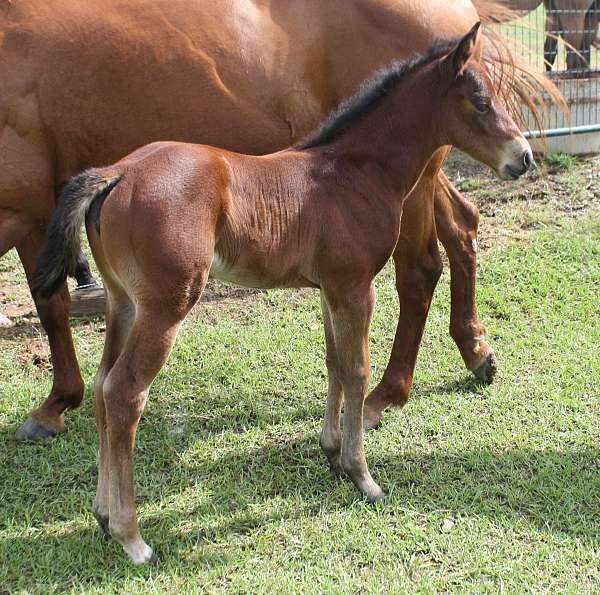 bay-filly-foal