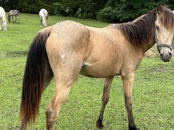 whitebuckskin-spots-on-hips-sides-black-mane-tail-with-leggings-horse