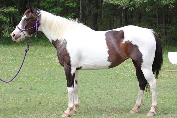 brown-tobaino-horse