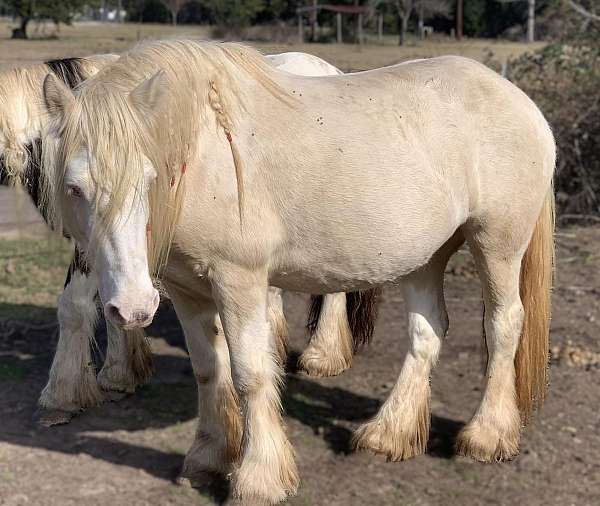 intermediate-gypsy-vanner-horse