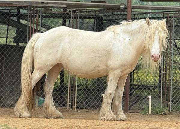 sensitive-gypsy-vanner-horse
