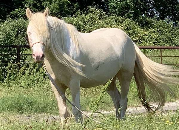cremello-smoky-cream-tobiano-horse