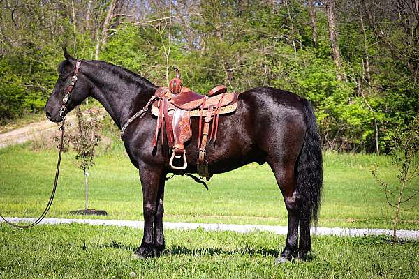 all-around-morgan-horse