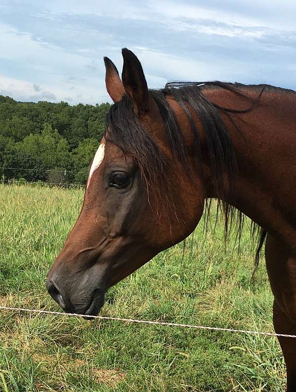 calm-riding-mare-arabian-horse