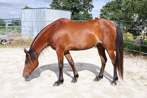 feed-arabian-horse