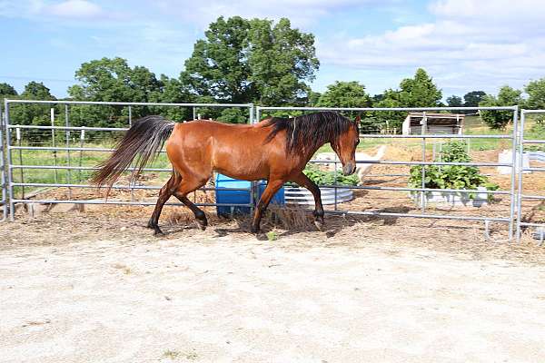 nice-horse-missouri-arabian