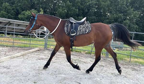 riding-horse-missouri-arabian