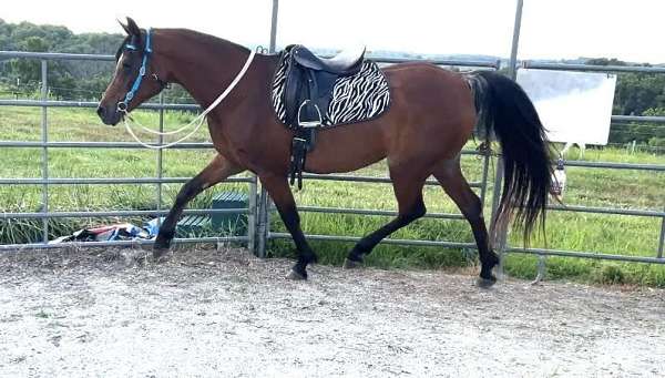 stall-arabian-horse