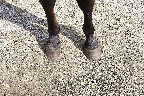 trail-horse-missouri-arabian