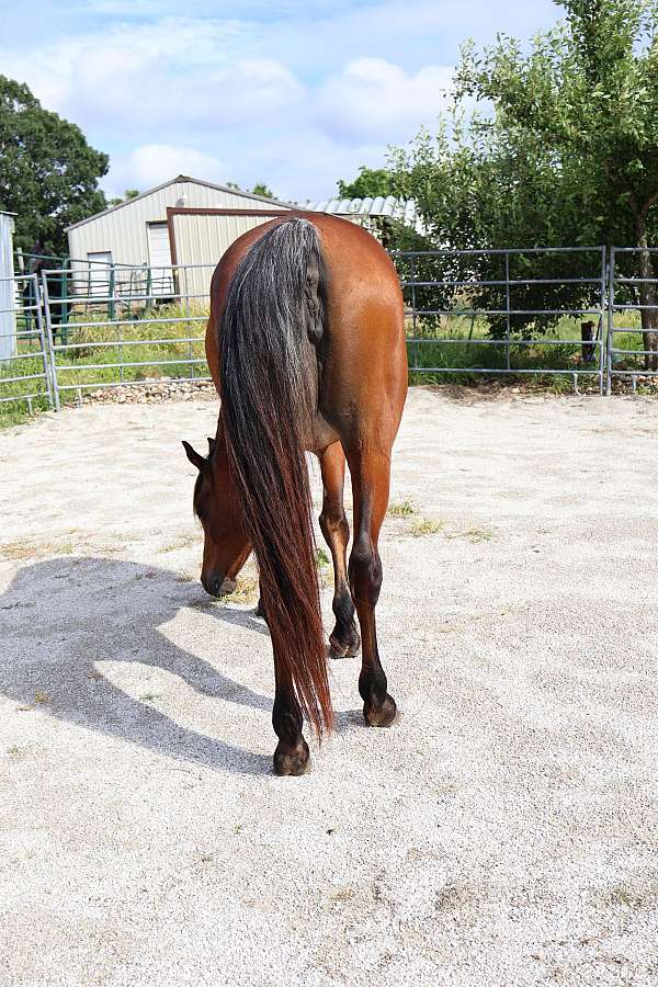 calm-riding-mare-horse