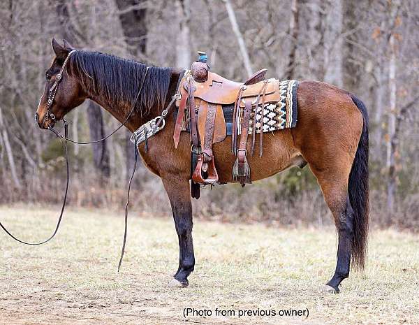 all-around-quarter-horse