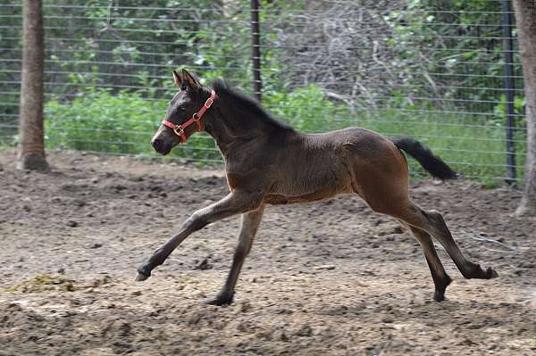 athletic-stallion-andalusian-horse