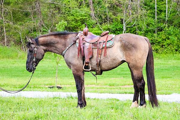 all-around-percheron-horse