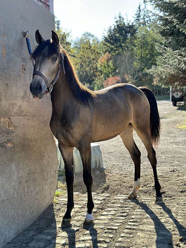 ialha-lusitano-filly