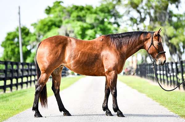 cutting-quarter-horse