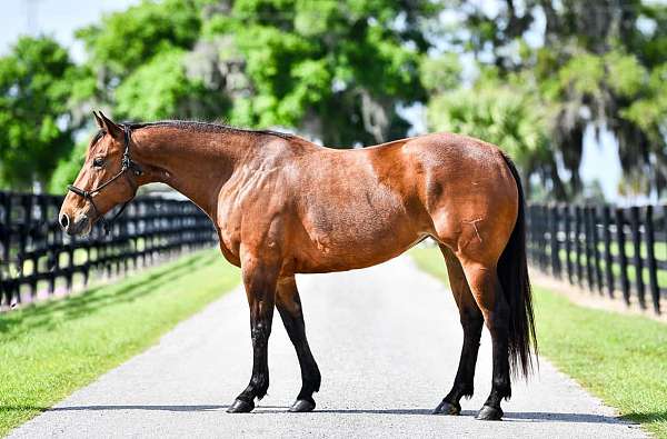 endurance-quarter-horse