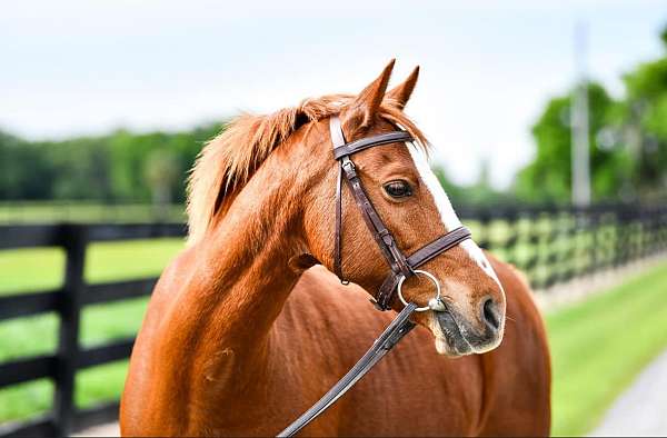 chestnut-wpcsc-mare