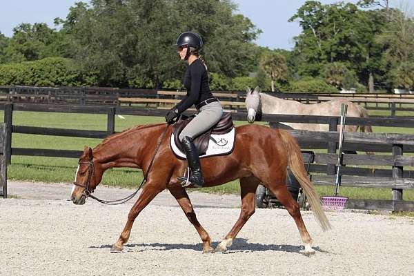 wpcsc-welsh-pony-mare