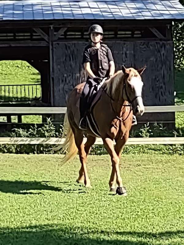 equitation-paint-horse