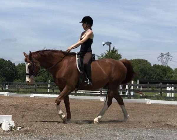 warmblood-gelding