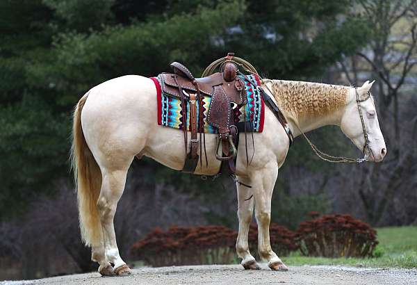 all-around-quarter-horse