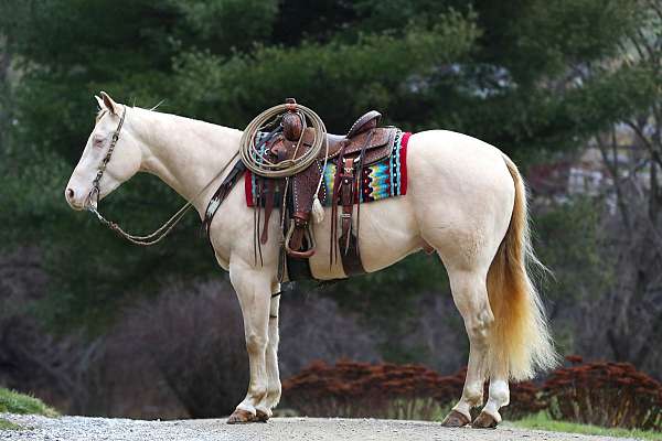 beginner-quarter-horse