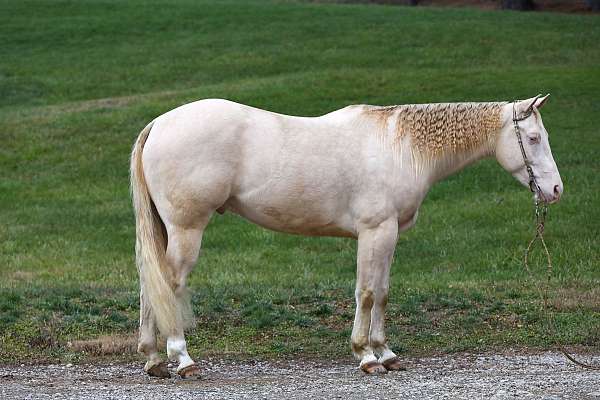 athletic-quarter-horse