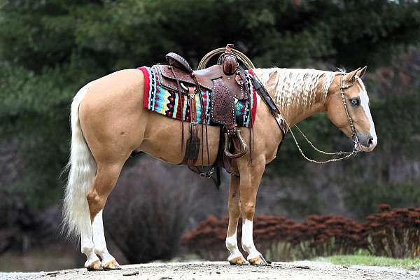 palomino-white-horse