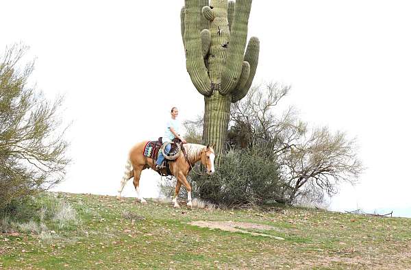 all-around-quarter-horse