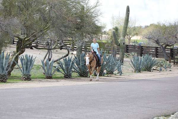 beginner-quarter-horse