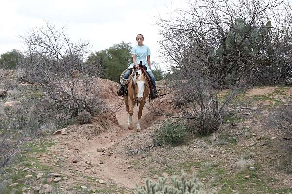 blue-eyed-quarter-horse