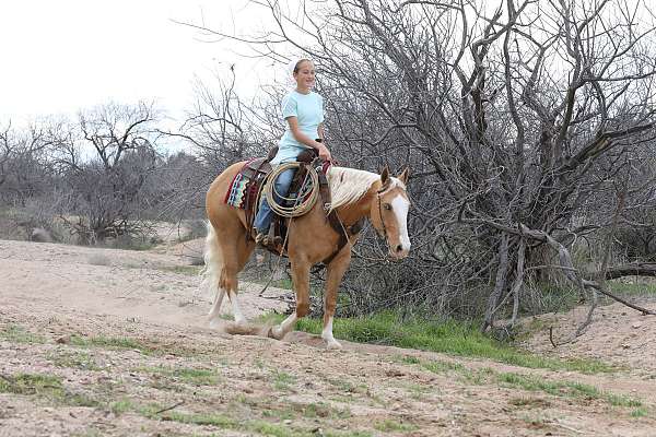 finished-quarter-horse