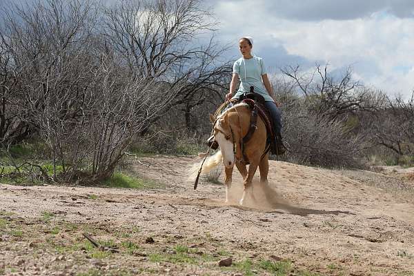 husband-safe-quarter-horse