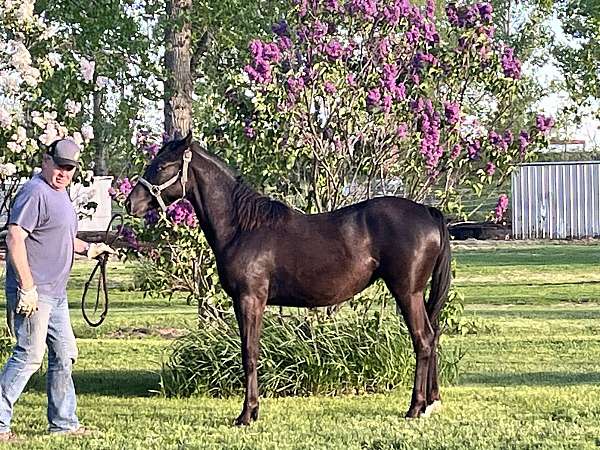 breeding-trained-appaloosa-horse