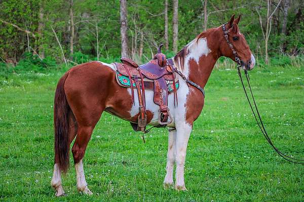 y-saddlebred-horse