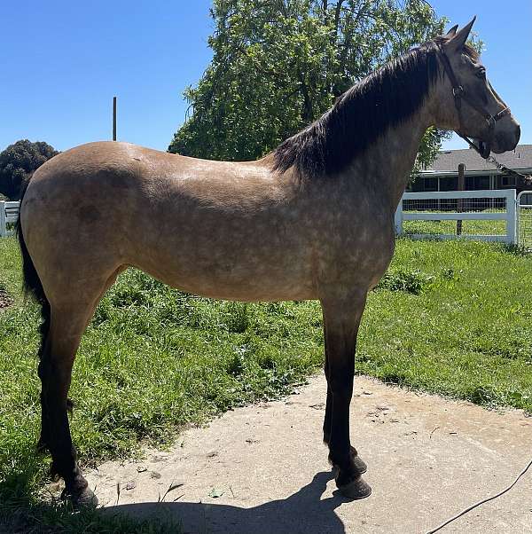 Andalusian Filly - Loba Katrina