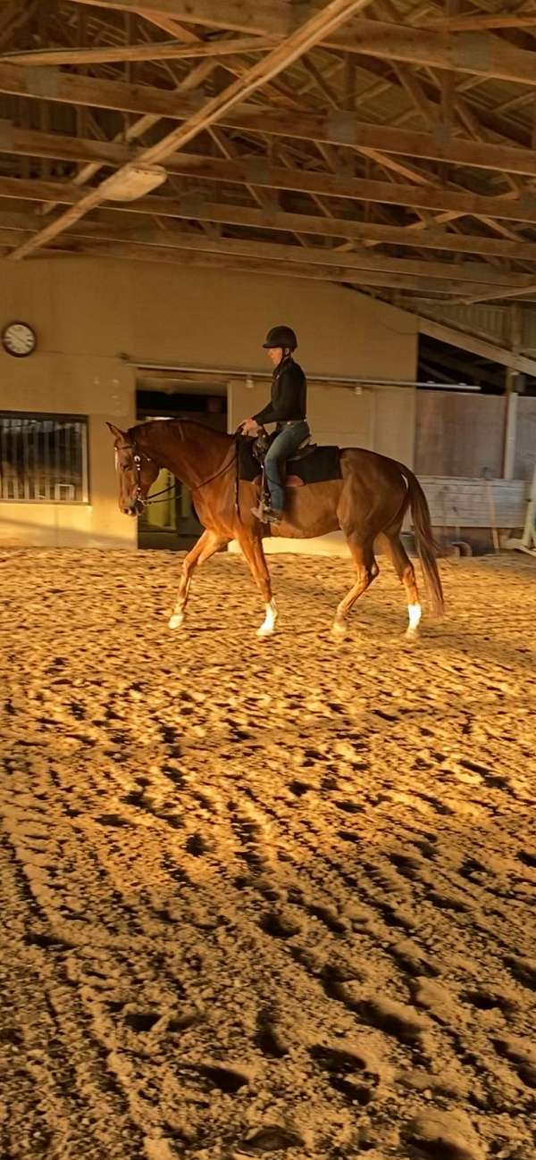 hanoverian-gelding