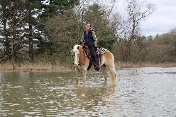 athletic-haflinger-horse