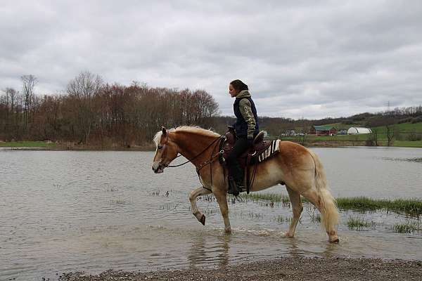 dressage-haflinger-horse