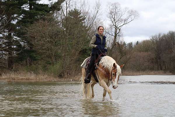 companion-haflinger-horse